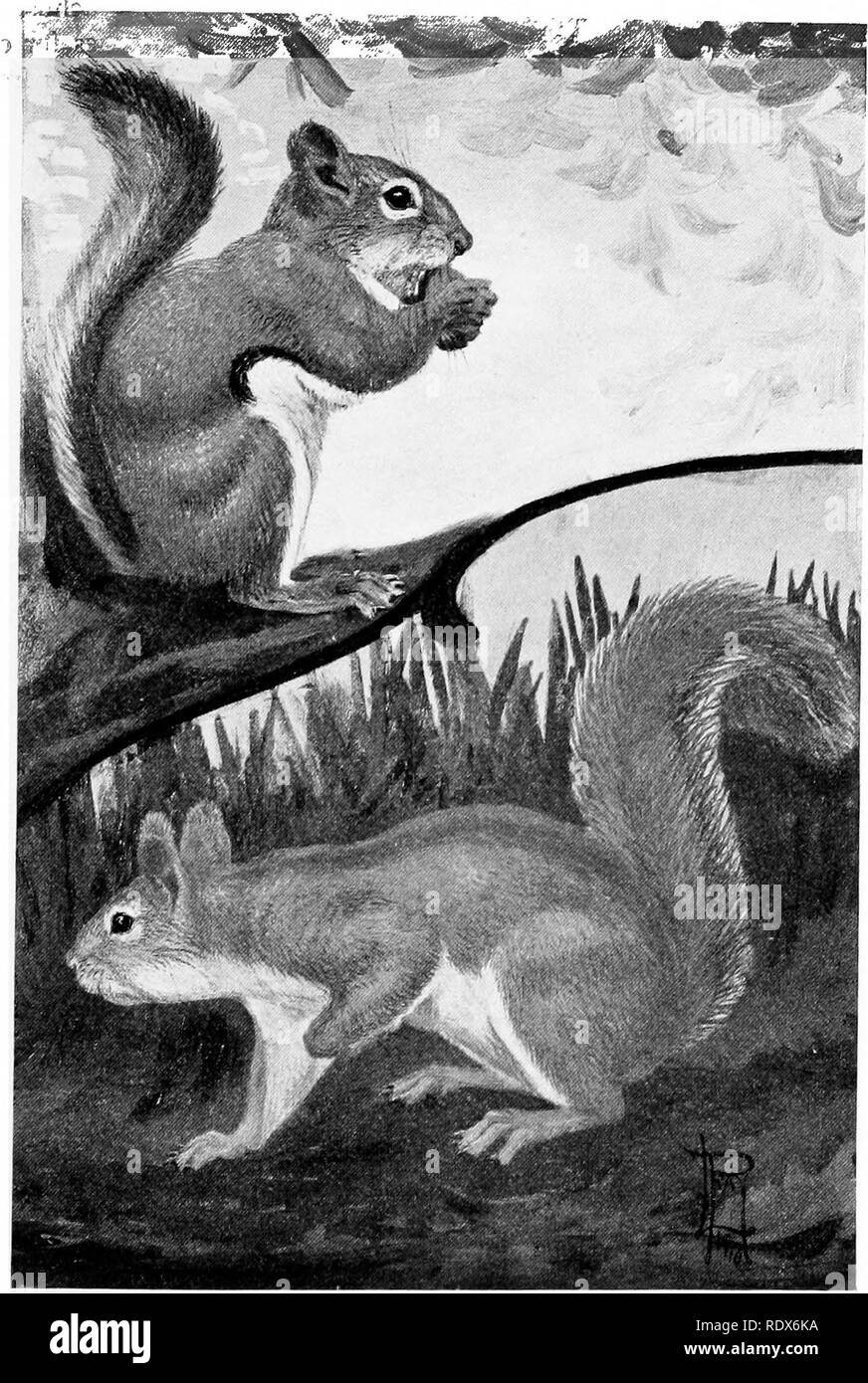 . [Collected reprints, 1912-1919. Mammals; Mammals; Birds. Feb., 1912. Mammals of Illinois and Wisconsin — Cory. 125 remaining in its snug and well-supplied home; but in clear weather snow and ice have no terrors for it and it may be seen running about. Summer. Winter. Southern Red Squirrel {Sciurus hudsonicus loquax). on a fine winter day seemingly as lively and contented as in summer. This species occasionally builds an outside nest in the forks of large. Please note that these images are extracted from scanned page images that may have been digitally enhanced for readability - coloration an Stock Photo