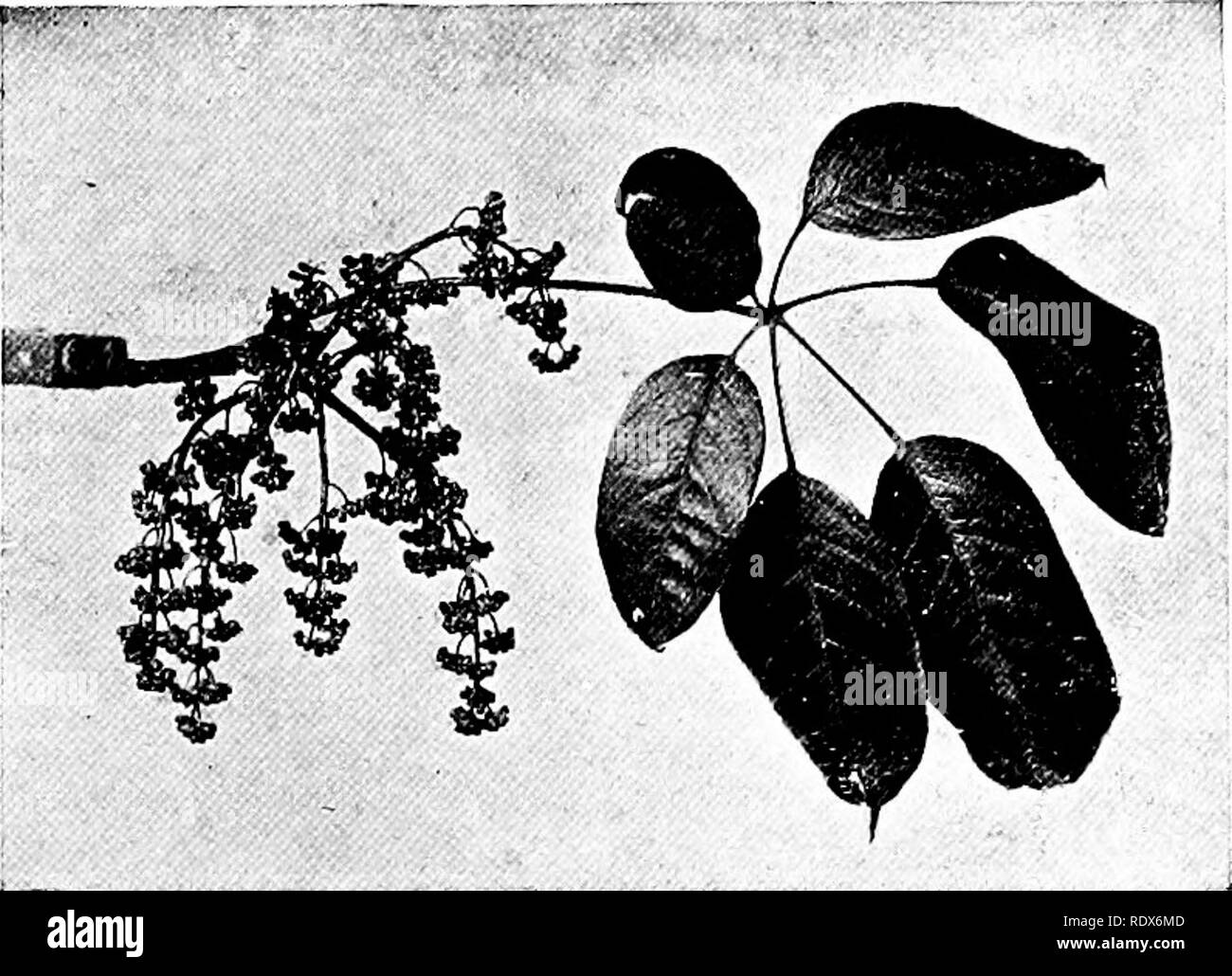 . The flora of the Algeria. Botany. Duranta Plumieri NO — Verbenacese Shrub, pale blue flower followed by yellow berries. Bourguepine Crataegus Glabra NO — Rosaceas Shrub with reddish flower (67) The Thorn. Please note that these images are extracted from scanned page images that may have been digitally enhanced for readability - coloration and appearance of these illustrations may not perfectly resemble the original work.. Gubb, Alfred S. (Alfred Samuel), 1857-. Alger, Imprimerie Alge?rienne; London, Ballie?re, Tindall &amp; Cox Stock Photo