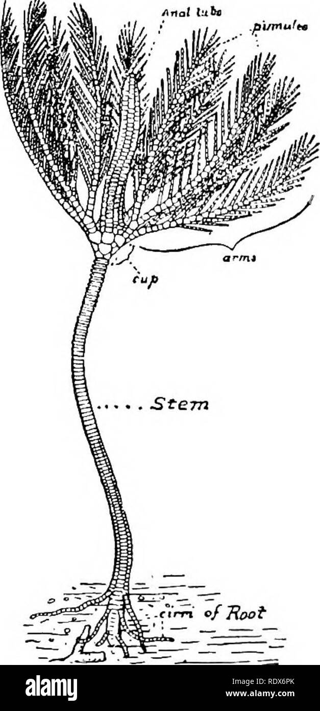 . Natural history. Zoology. C62 ECHINODERMA—CLASS HOLOTHUROIDEA. (M) at the anterior end, and the anus (As) at the posterior. The row of tube-feet passes down the middle of the under surface, between the mouth and anus. On either side of these tube-feet, and well seen in the side-view, is a row of podgy stumps, by which the animal moves as a centipede moves by its legs. Behind the anus a part of the body is prolonged into a flat tail. These animals live on the ooze of the abyssal ocean, gorging themselves therewith. Some of the holothurians that live in the sand of the deep sea, by constantly  Stock Photo
