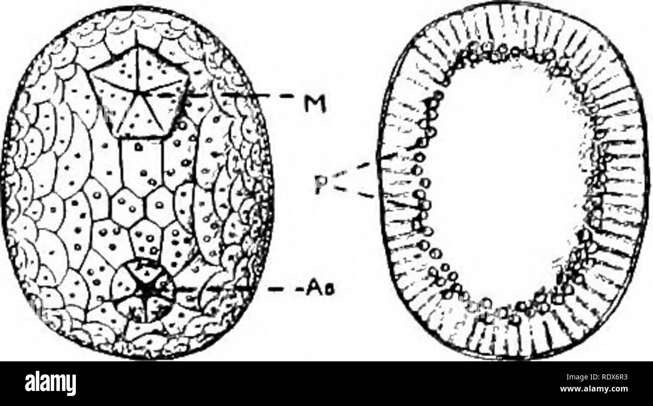 . Natural history. Zoology. HOLOTHURIANS OR SEA-CUCUMBERS. 661. Fig. 10.—Platkt&gt; HoLOT'iuRrAK (PscZus diamediae). 3-2 natural size. menfc affect any portion of the digestive or generative systems. In most other echinoderms, it will be remembered, a canal passes from the water- vascular ring, and opens to the exterior by a madreporite. In a few holothurians of primitive structure this is similarly the case, but in Cucumaria, as in most, the connection with the exterior is lost, and the canal with its madreporite hangs down into the body-cavity. The akin is leathery, and contains a compara- t Stock Photo