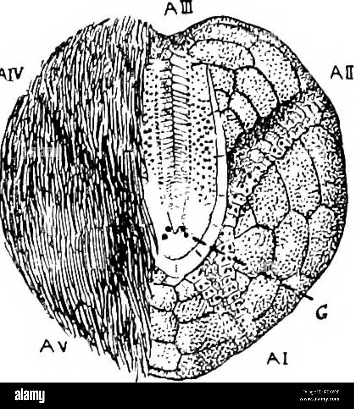 Cidaris cidaris Black and White Stock Photos & Images - Alamy Cidaris cidaris Black and White Stock Photos & Images - Alamy