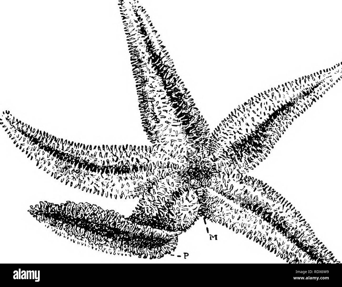 Natural history. Zoology. SUB-KINGDOM V.—ECHINODERMA. STAR-FISH, ETC. By F.  a. Bather, ., ., Etc. This is one of the main groups of the animal  kingdom, and the animals contained in it,