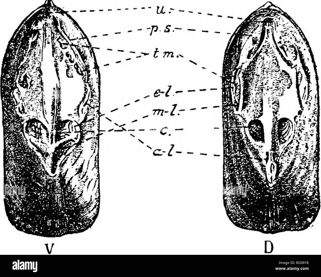 . Natural history. Zoology. 650 BRACIIIOPODA. loads to a sUgUUy-coiled intestine, wliicli may have an anus (Teeienteeata), or may not (Clisieniekata).. J^ij. 5:—A NoN-HiKGKD Bhachiopod {Linr/ula anatina). In- terior of ventral (K.) and dorsal (/&gt;.) valves, showing muBclo scars, named as foUowa ; «., umbonal; p.s., parietal; t.m., transmedian ; e.-L, externo-lateral; 77».-?., medio-lateral; c, central; a.-^, autei'o-latural. Natural Bize, The Bnichiopoda possess a system of blood-vessels, with a contractile heart, a distinct nervous system, and a jjair of excretory organs (nephiidia), which  Stock Photo