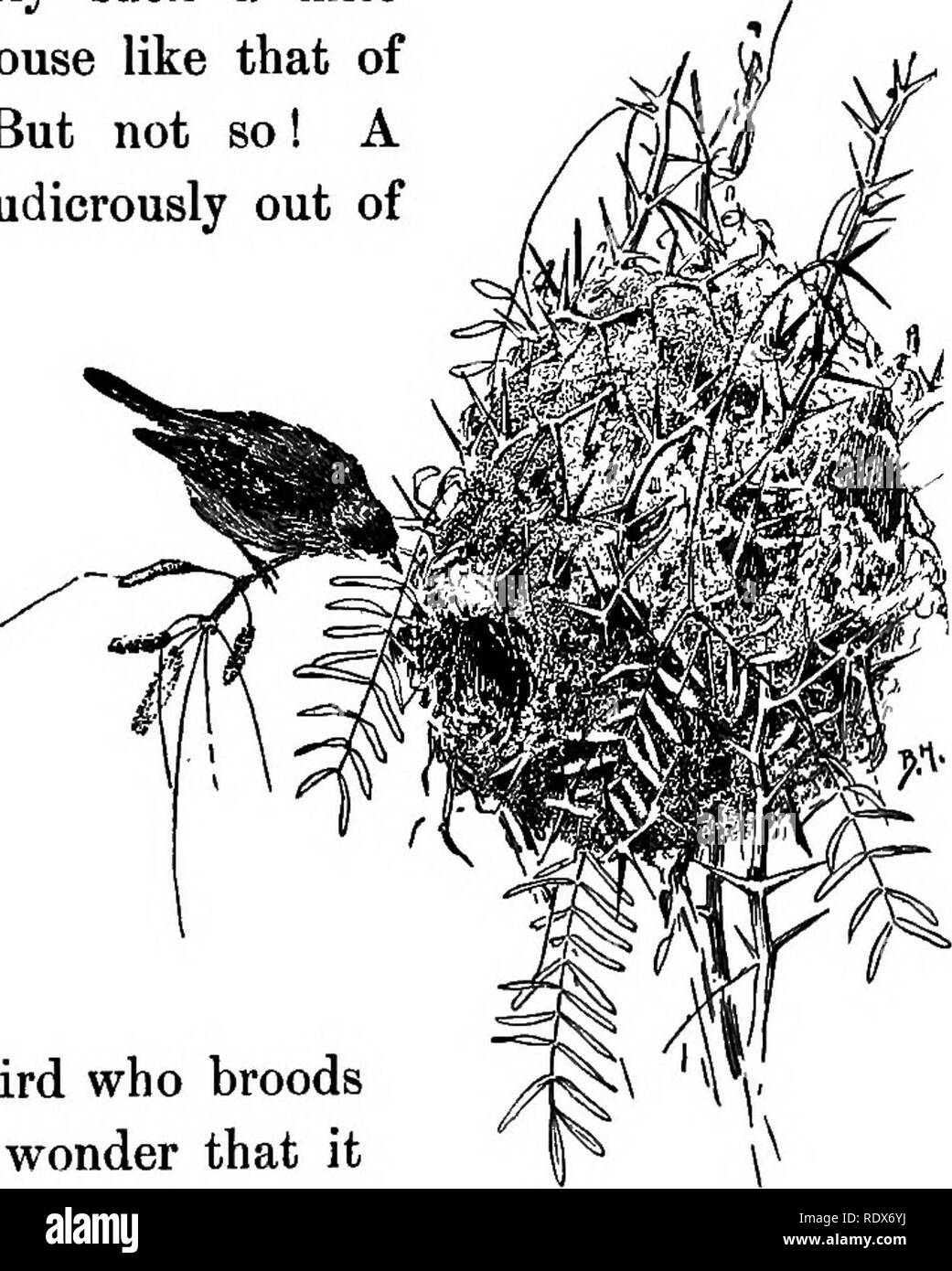 Birds Of California An Introduction To More Than Three Hundred Common Birds Of The State And Adjacent Islands With A Supplementary List Of Rare Migrants Accidental Visitants And Hypothetical Subspecies