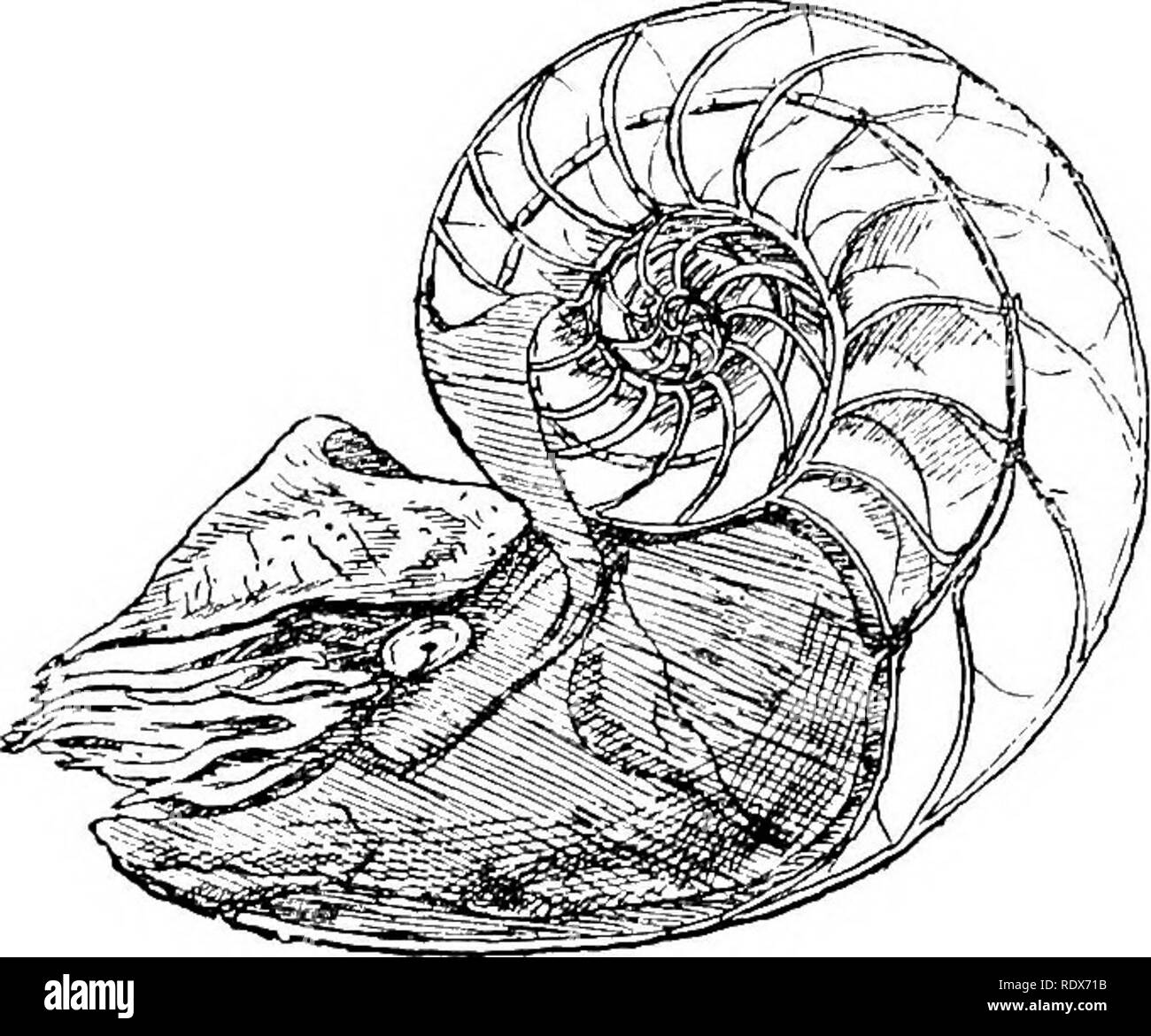 Fish Anatomy Diagram Koi Anatomy Diagram External