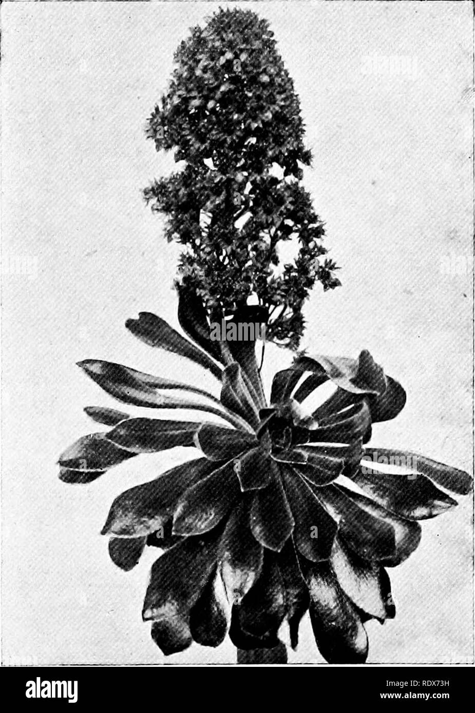 . The flora of the Algeria. Botany. A; 0 Kleinia Neriifolia NO — Compositce Shrub with succulsnt stems—black and white seeds.. Sedum Orpin NO — Crassulaceae Stonecrop Shrub-like plant of fleshy habit with banehes of canary.yellow flowers. (5o). Please note that these images are extracted from scanned page images that may have been digitally enhanced for readability - coloration and appearance of these illustrations may not perfectly resemble the original work.. Gubb, Alfred S. (Alfred Samuel), 1857-. Alger, Imprimerie Alge?rienne; London, Ballie?re, Tindall &amp; Cox Stock Photo