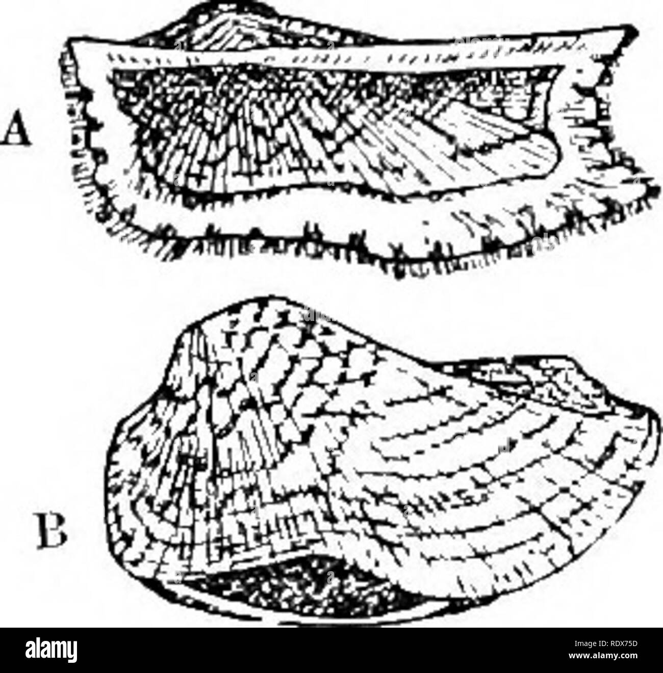 . Natural history. Zoology. BIVALVES—ARA'S, NUT-SHELLS, ETC. 621 silium borne in a small triangular pit in the middle. The umbonea are directed backwards. Their close allies, Lcda and Yoldia, are elongate, and have fewer and more prominent teeth, and a more prominent ligament pit. The family is one of the oldest known, dating back to the earliest geological times, and its modern representatives are found in all seas. The SoLENOMTli).^ comprise a single genus Solenomya, and are remarkable for being without teeth in the hinge, and in having the perioatracum greatly prolonged beyond the margin of Stock Photo