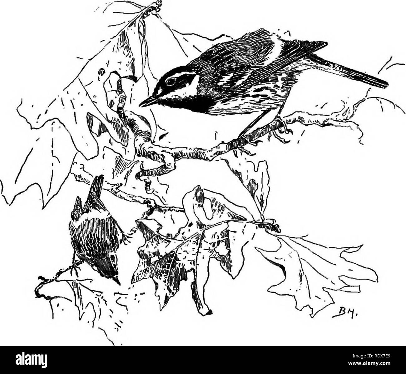. Birds of California : an introduction to more than three hundred common birds of the state and adjacent islands, with a supplementary list of rare migrants, accidental visitants, and hypothetical subspecies . Birds. CONSPICUOUSLY BLACK AND WHITE 403 twigs overhead, never missing one. Twenty of these worms is an average meal for a Black-throated Gray Warbler, and the total for a day must reach into the hundreds. When several, of these busy workers hunt through a tree together, we may feel sure that it must be clean by the time they finish the task.. 665. Black-throated Gray Warbler. &quot; Th Stock Photo
