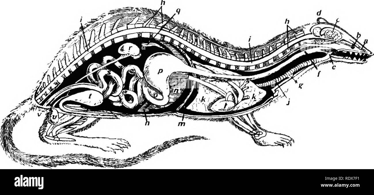 . [Collected reprints, 1912-1919. Mammals; Mammals; Birds. 20 Field Museum of Natural History — Zoology, Vol. XL. Ideal section of a Mammal. a. Olfactory nerves; b, optic nerve; c, brain; d, ear conch or pinna; e, epiglottis; f, cesophagus; g, thyroid glands; h, vertebral column or back-bone; i, spinal cord; j, trachea; k, lungs; 1, heart; m, diaphram; n, liver; o, pancreas; p, stomach; q, spleen; r, kidney; s, intestines; t, bladder; u, scrotum and testes; v, anus. (After Owen.) The Heart — The heart in all mammals is divided into fotir chambers known as auricles and ventricles, but the shape Stock Photo