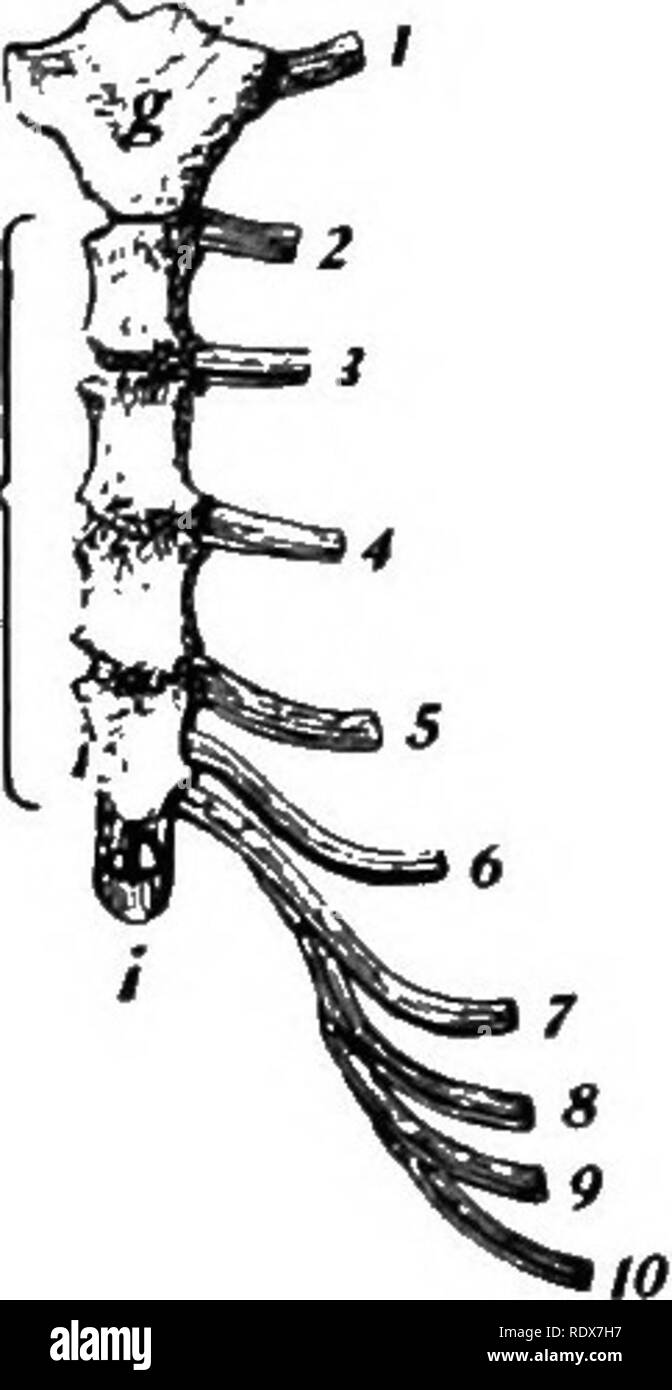 . [Collected reprints, 1912-1919. Mammals; Mammals; Birds. Scapula and clavicle with upper end of ster- num and ribs of Shrew (Sorex), much enlarged. (Adapted from Flower's Osteology.) a. Acromion process; b, metacromial process; c, coracoid border; d, &quot;spine&quot; of scapula; e, scapula (includes the entire bone); f, clav- icle ; g, presternum (upper part of sternum); 1-2 = sections of ribs.. Sternum of Man (much reduced), showing sections of ribs on one side. (After Flower.) g, Presternum or manubrium sterni; h, mesosternum, body of sternum or gladiolus: i, xiphistemum, xiphoid or ensif Stock Photo
