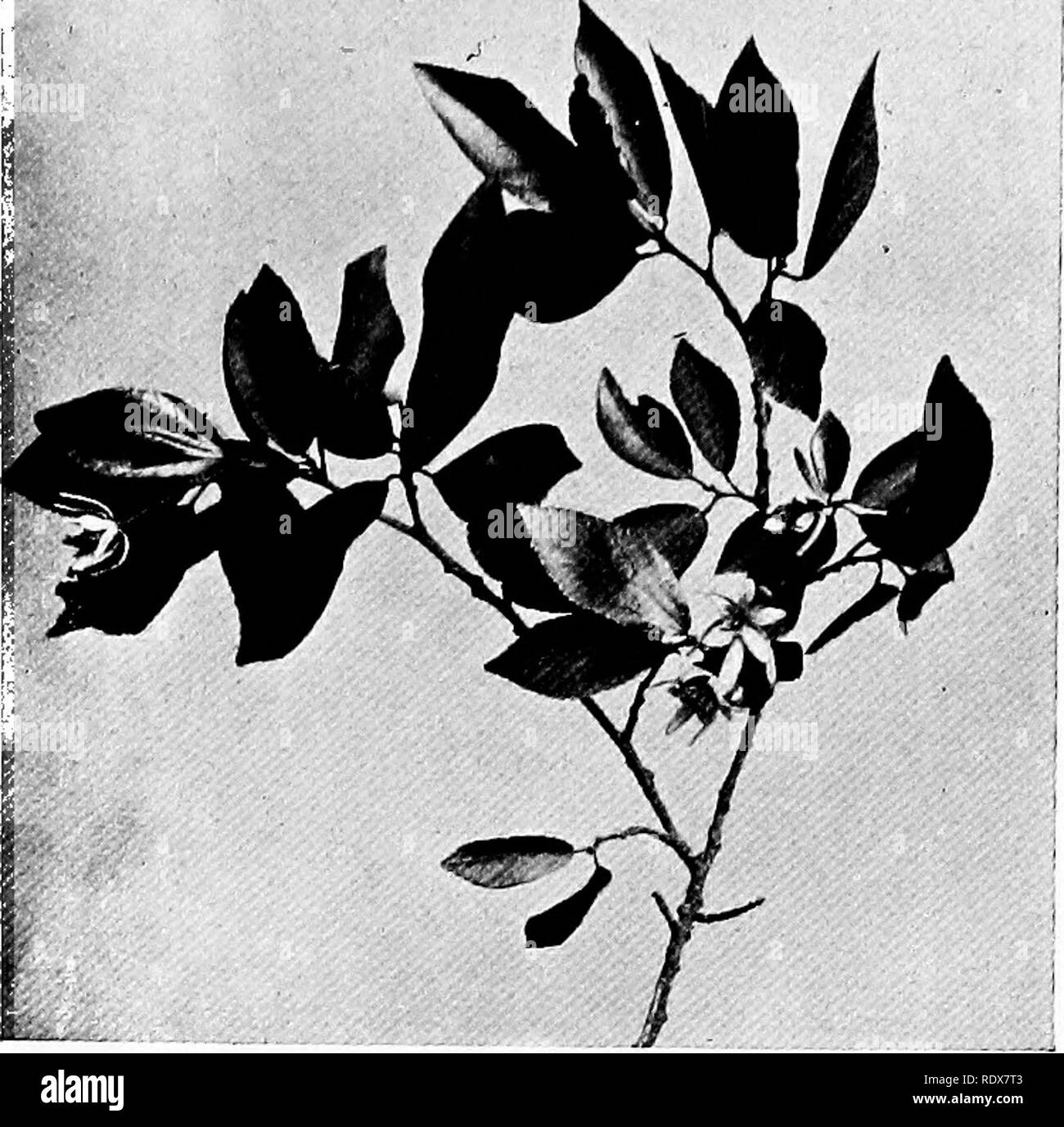 . The flora of the Algeria. Botany. Grewia Occidentalis NO — Tiliacese Small tree, pretty pinkish flowers with yellow centre.. Please note that these images are extracted from scanned page images that may have been digitally enhanced for readability - coloration and appearance of these illustrations may not perfectly resemble the original work.. Gubb, Alfred S. (Alfred Samuel), 1857-. Alger, Imprimerie Alge?rienne; London, Ballie?re, Tindall &amp; Cox Stock Photo