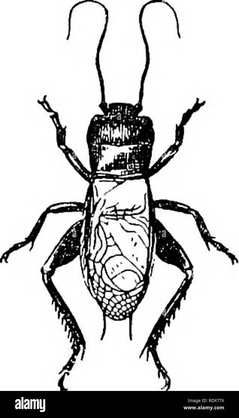 . Natural history. Zoology. STICKINSECTS, CRICKETS, AND