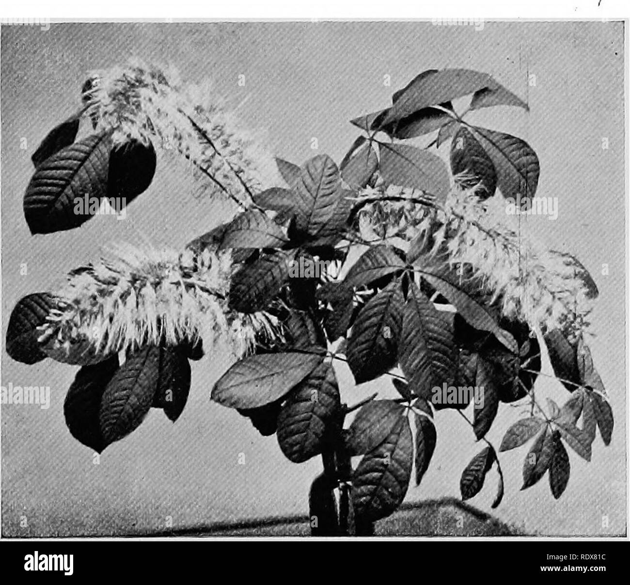 Sculus Black and White Stock Photos & Images - Alamy
