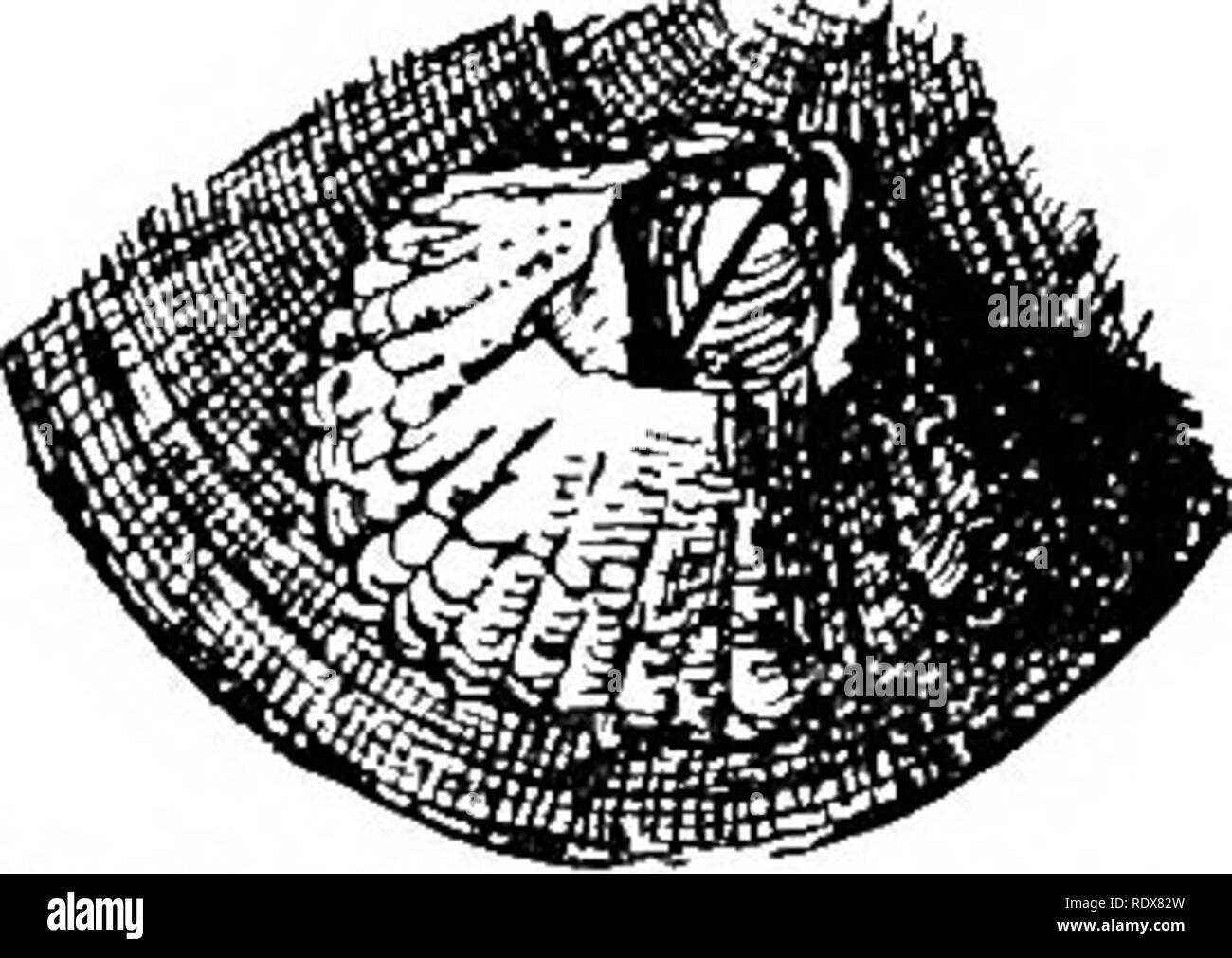 . Natural history. Zoology. BARNACLES. 533. Fifj. 6.—Acorn Barnacle (^Btilaiuis halanoides). Nat. size. Order IV.—Cireipedia. By recent authors the Cirripedia have been treated as a section of the Crustacea, from which, however, they differ so much when adult, that they were formerly regarded as a separate class. In their perfect state they are fixed immov- ably by their heads to a rock, or some other object submerged in the sea, and are without antennae, eyes, or any means of loco- motion. Their bodies are enclosed more or less completely in a calcareous shell, formed of several parts, which  Stock Photo
