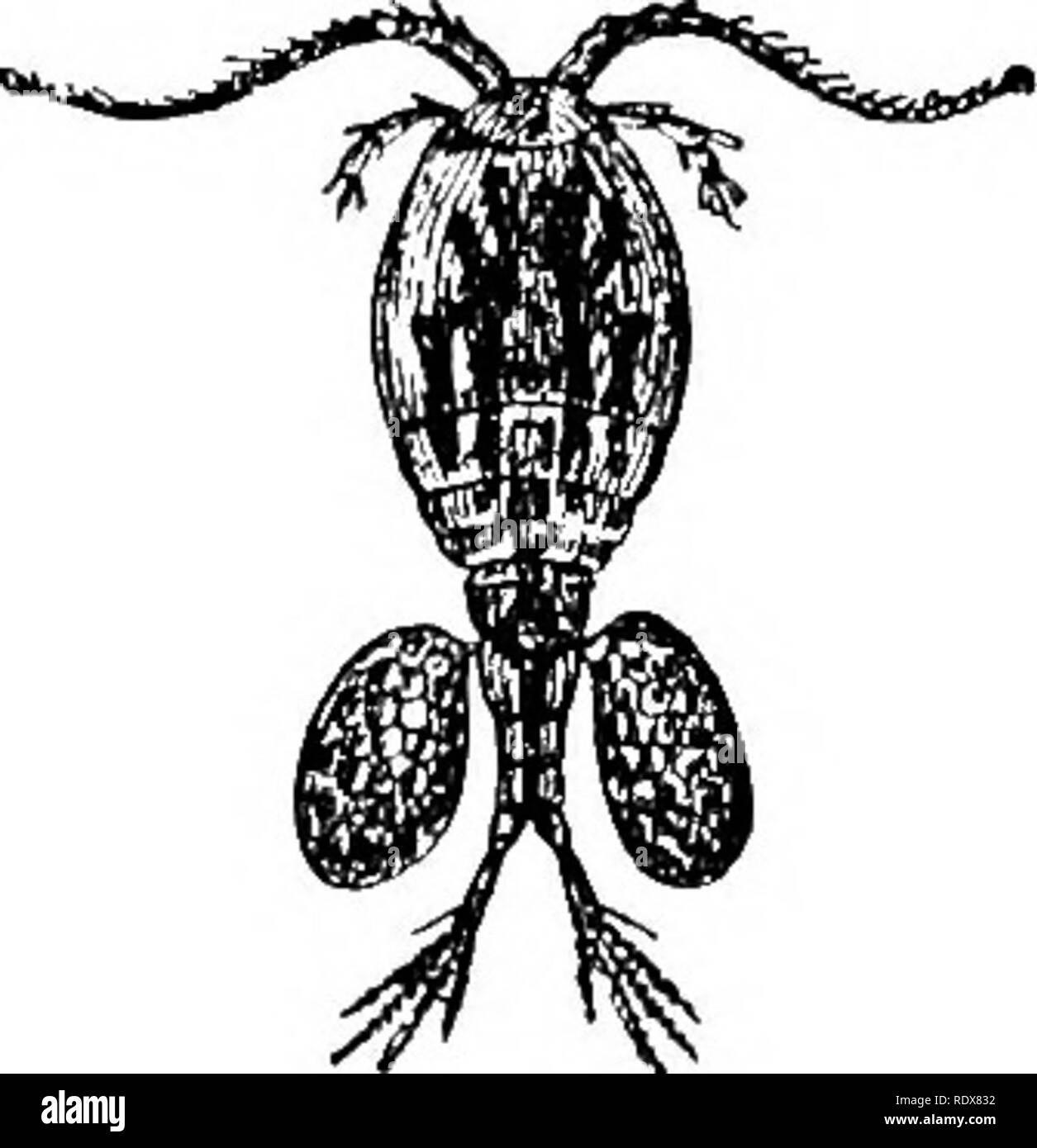 . Natural history. Zoology. 532 CRUSTACEA—ORDERS COPEPODA AND CIRRIPEDIA. Drqjihniidd', or water-fleas are small Crndacea whicli abound in fresh water. They are of a compressed oval form, and are partly covered by a thin, trans- parent bivalve shell. The first pair of aiitennce is small, but the second very large, bifid at the extremity, and set with long hairs, which serve as the principal organs of locomotion. The eyes are fused into one large one, near which is often another small one. They have from four to six pairs of swimming legs. They are very favourite objects with microscopists, bei Stock Photo