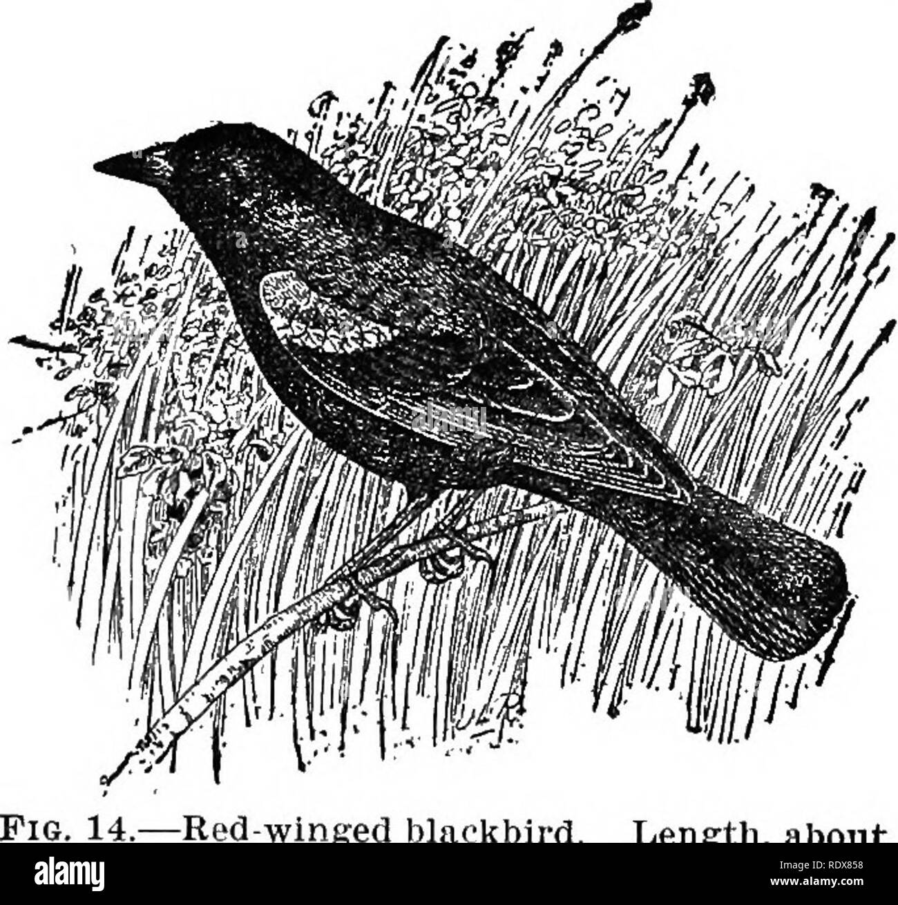 . [Collected reprints, 1895-1916. Birds. 16 Farmers' Bulletin 630. account of its partiality for marshes. It builds its nest over or near standing water, in tall grass, rushes, or bushes. Owing to this peculiarity the bird may be absent from large tracts of country which afford no swamps or marshes suitable for nesting. It usually breeds in large colonies, though single families, consisting of a male and several females, may sometimes be found in a small slough, where each female builds her nest and rears her own little brood, while her liege lord displays his brilliant colors and struts In th Stock Photo
