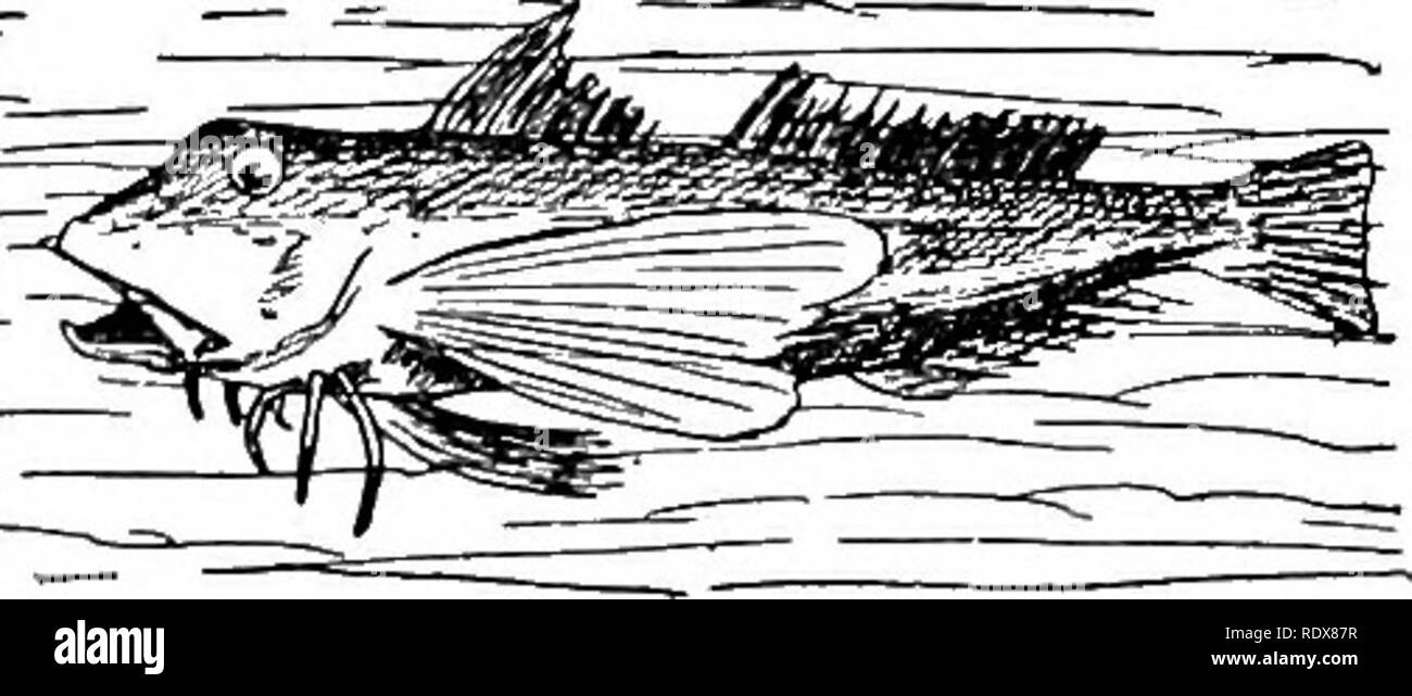 Natural history. Zoology. Fig. 11.- -Angler Fish (JjOiphius