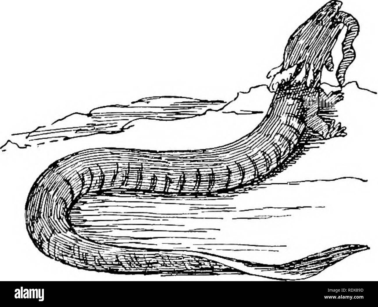 Eel like bodies hi-res stock photography and images - Alamy
