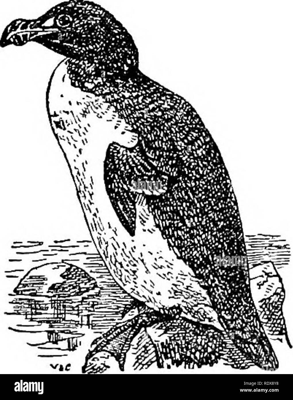 . Natural history. Zoology. 26o AVES—ORDER ALCIFORMES.. Fig 24,—TheOkeat Auk (Ptdutus impennis). One of the most interesting of all the Alcce is the great auk, which was a kind of gigantic razorbill, but possessing such diminutive wings that the power of flight was denied to it. It has become extinct during the first half of the present century, and specimens of the bird and the egg fetch larire prices whenever they come into the market. The great auk, as Professor Newton has pointed out, owes its extinction entirely to the agency of man who hunted the bird to its destruction. It seems to have Stock Photo
