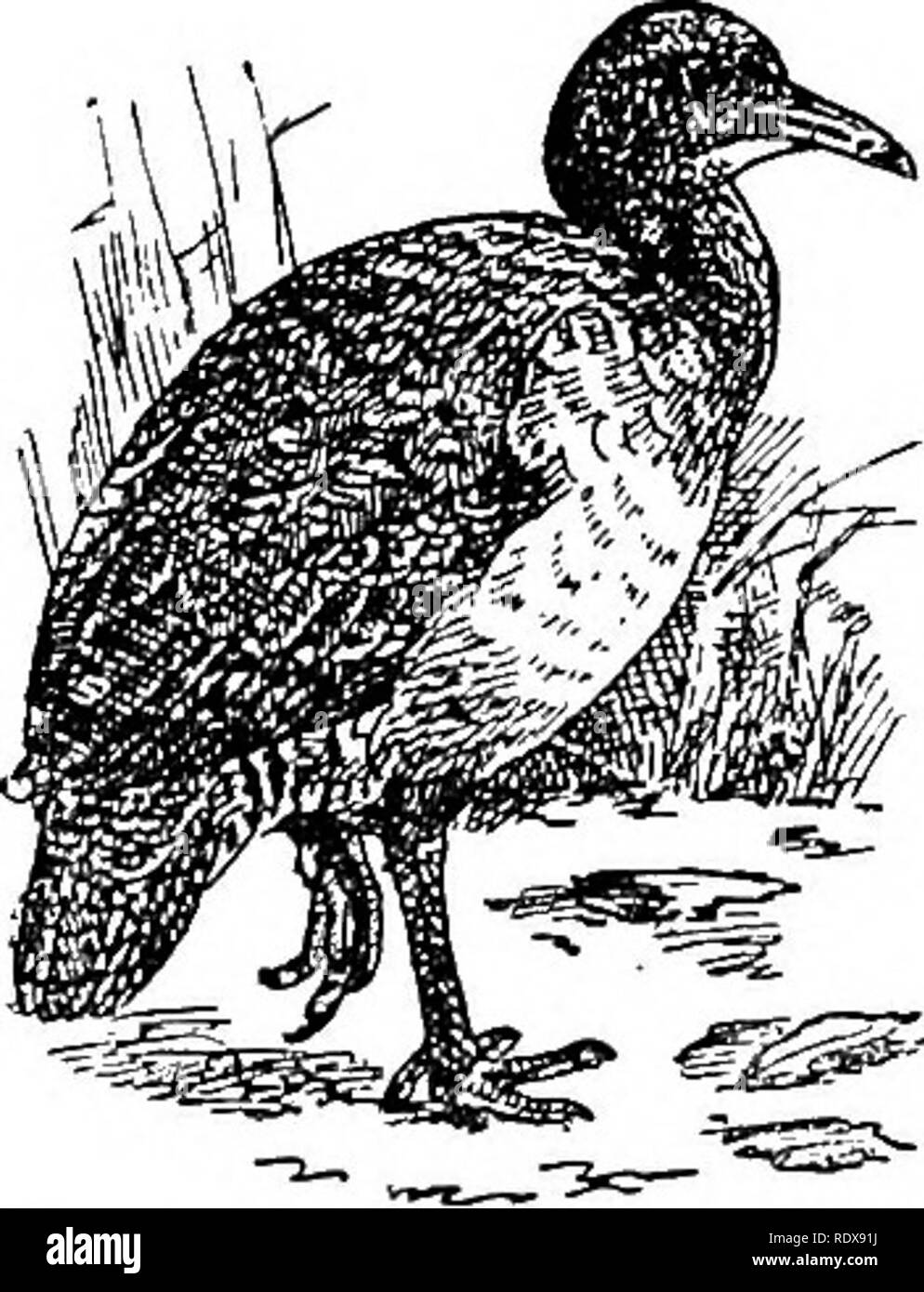 . Natural history. Zoology. CARINATE BIRDS—ORDER TINAMIFORMES—THE ...