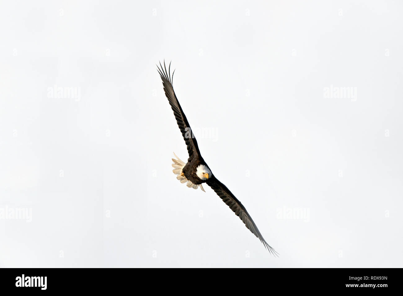 Bald eagle soaring above the Alaska Chilkat Bald Eagle Preserve near Haines Alaska Stock Photo