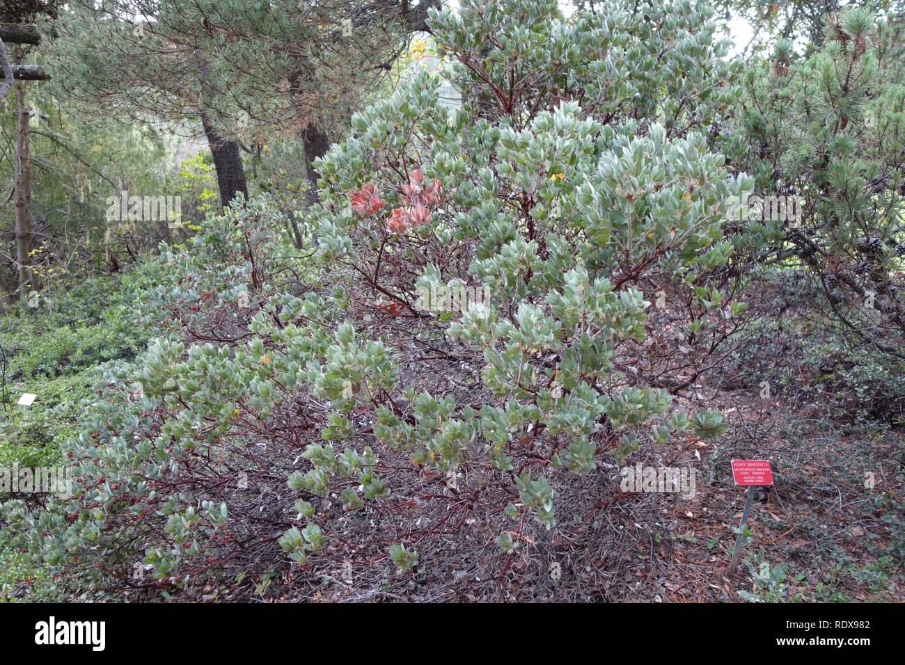 Arctostaphylos canescens - Regional Parks Botanic Garden, Berkeley, CA - Stock Photo