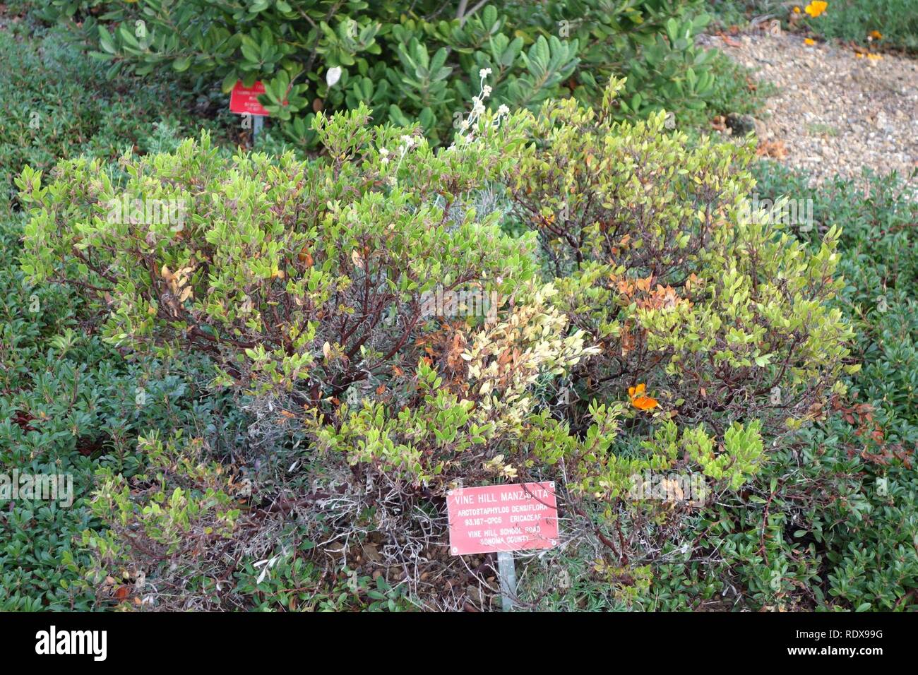 Arctostaphylos densiflora - Regional Parks Botanic Garden, Berkeley, CA - Stock Photo