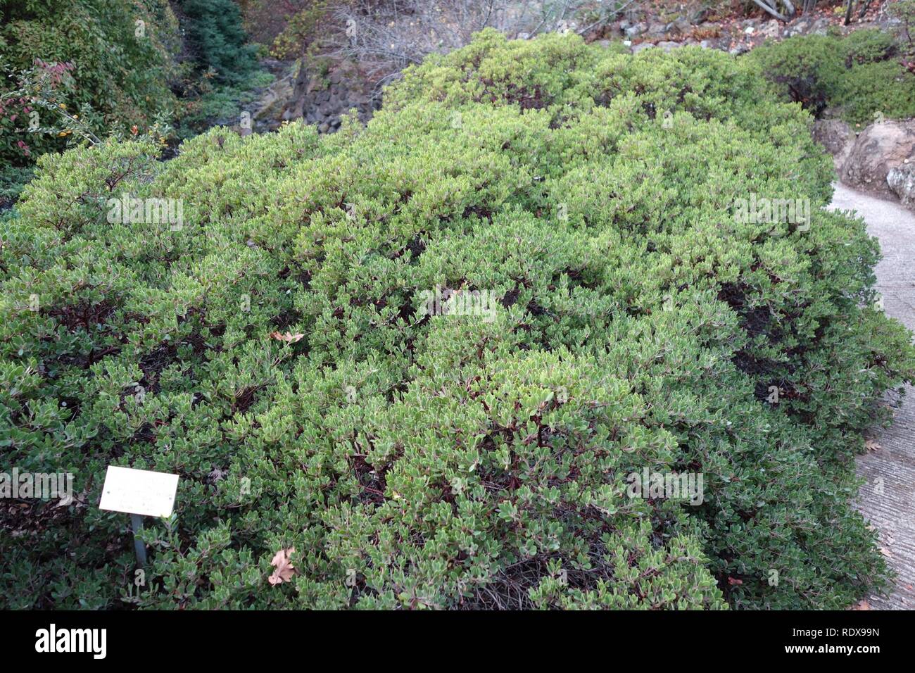 Arctostaphylos franciscana - Regional Parks Botanic Garden, Berkeley, CA - Stock Photo