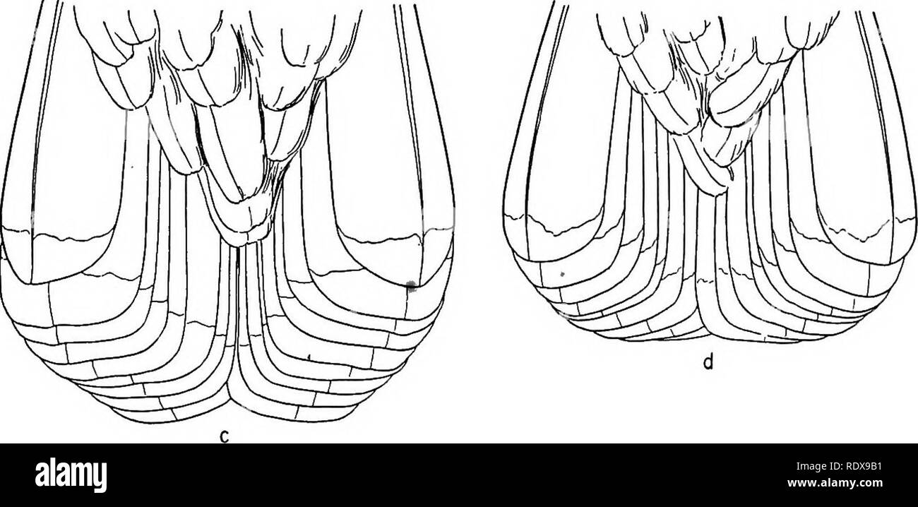 . [Collected reprints, 1911-1931. Ornithology; Mammals. Fig. F. Tails of De.ndra,gapus fuliginosus sierrae and D. f. howardi; about % natural size, a, D. f. sierrae, adult male (M.V.Z. no. 5082); 6, D. /. sierrae, adult female (M.V.Z. no. 14069); c, D. f. howardi, adult male (coll. T&gt;. E. Dickey, no. K-240); d, D. f. howardi, adult female (coll. D. E. Dickey, no. J-881). In the more southern subspecies of the fuliginosus group the gray terminal tail band is notably broader than in the northern races. In the southern obscurus, again, this feature is prominently developed, in contrast to cond Stock Photo