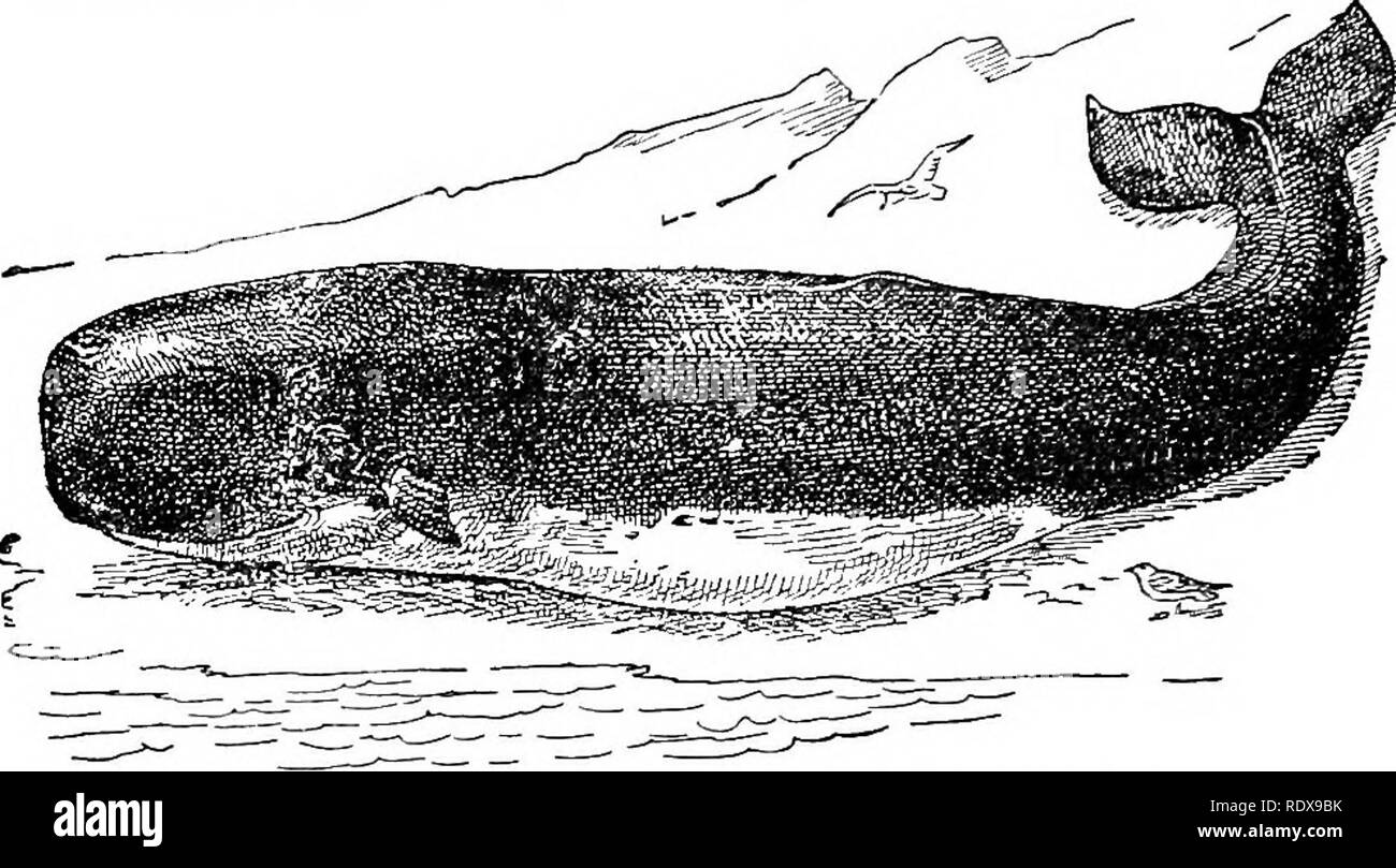 Sperm whale teeth Black and White Stock Photos & Images - Alamy