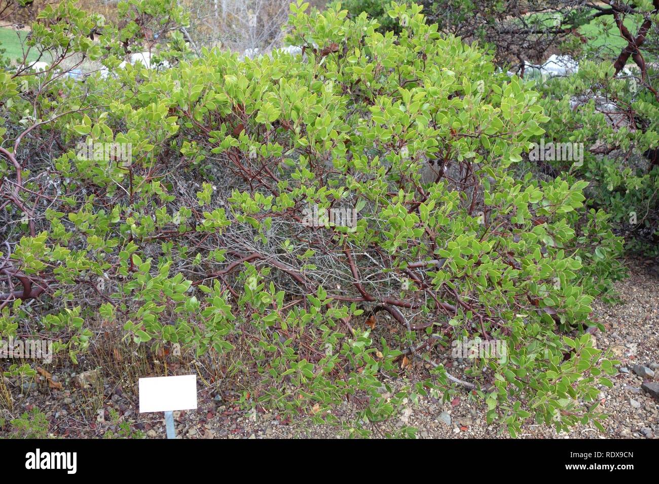 Arctostaphylos stanfordiana - Regional Parks Botanic Garden, Berkeley, CA - Stock Photo