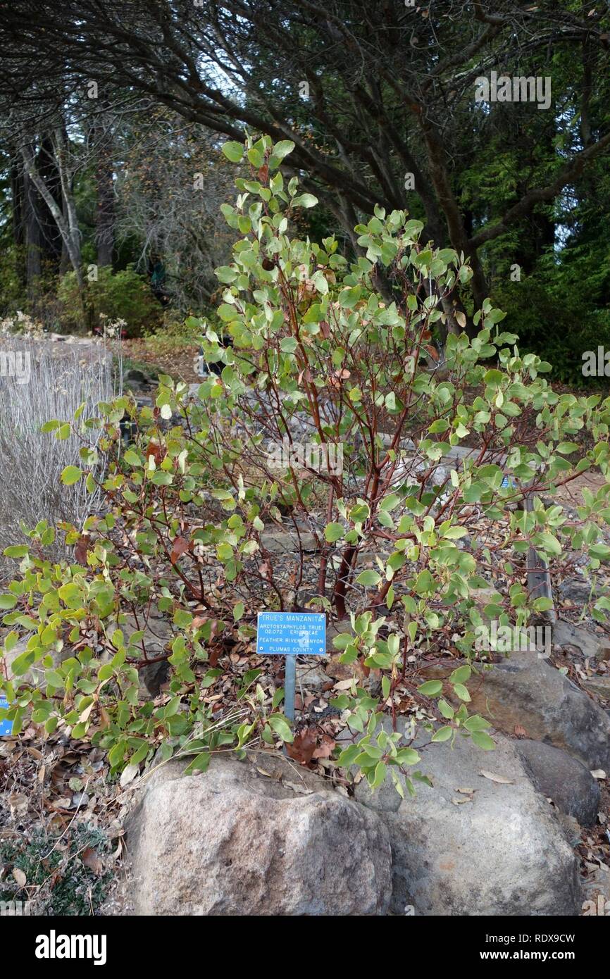 Arctostaphylos truei - Regional Parks Botanic Garden, Berkeley, CA - Stock Photo