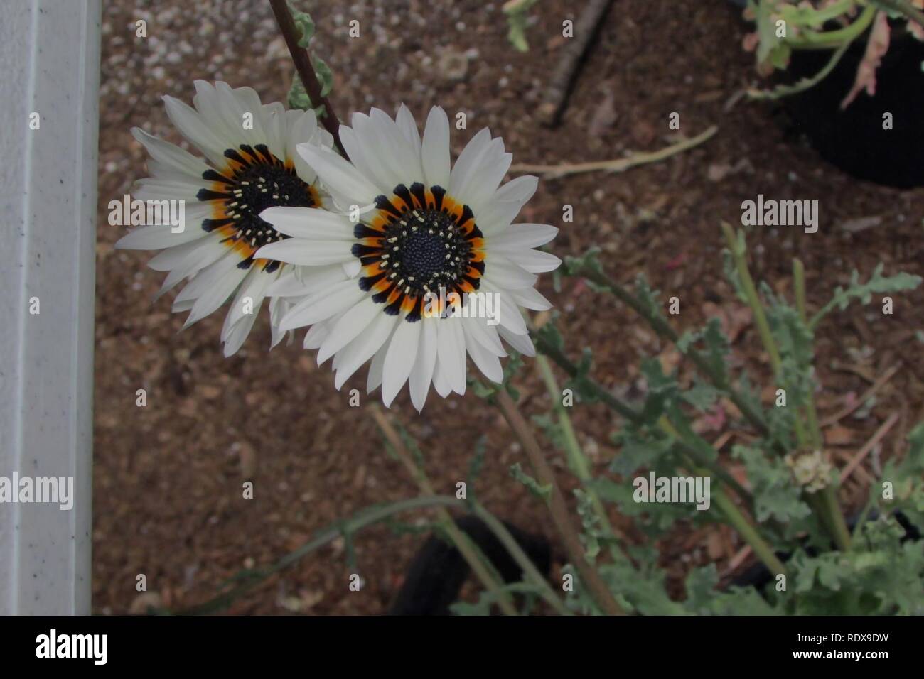 Arctotis fastuosa hi-res stock photography and images - Alamy