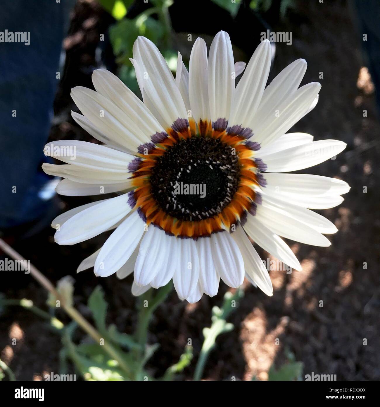 Arctotis fastuosa hi-res stock photography and images - Alamy