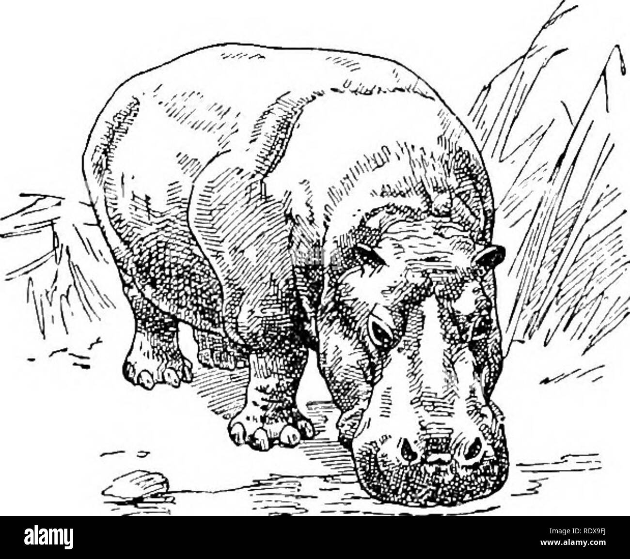 Short bulky Black and White Stock Photos & Images - Alamy
