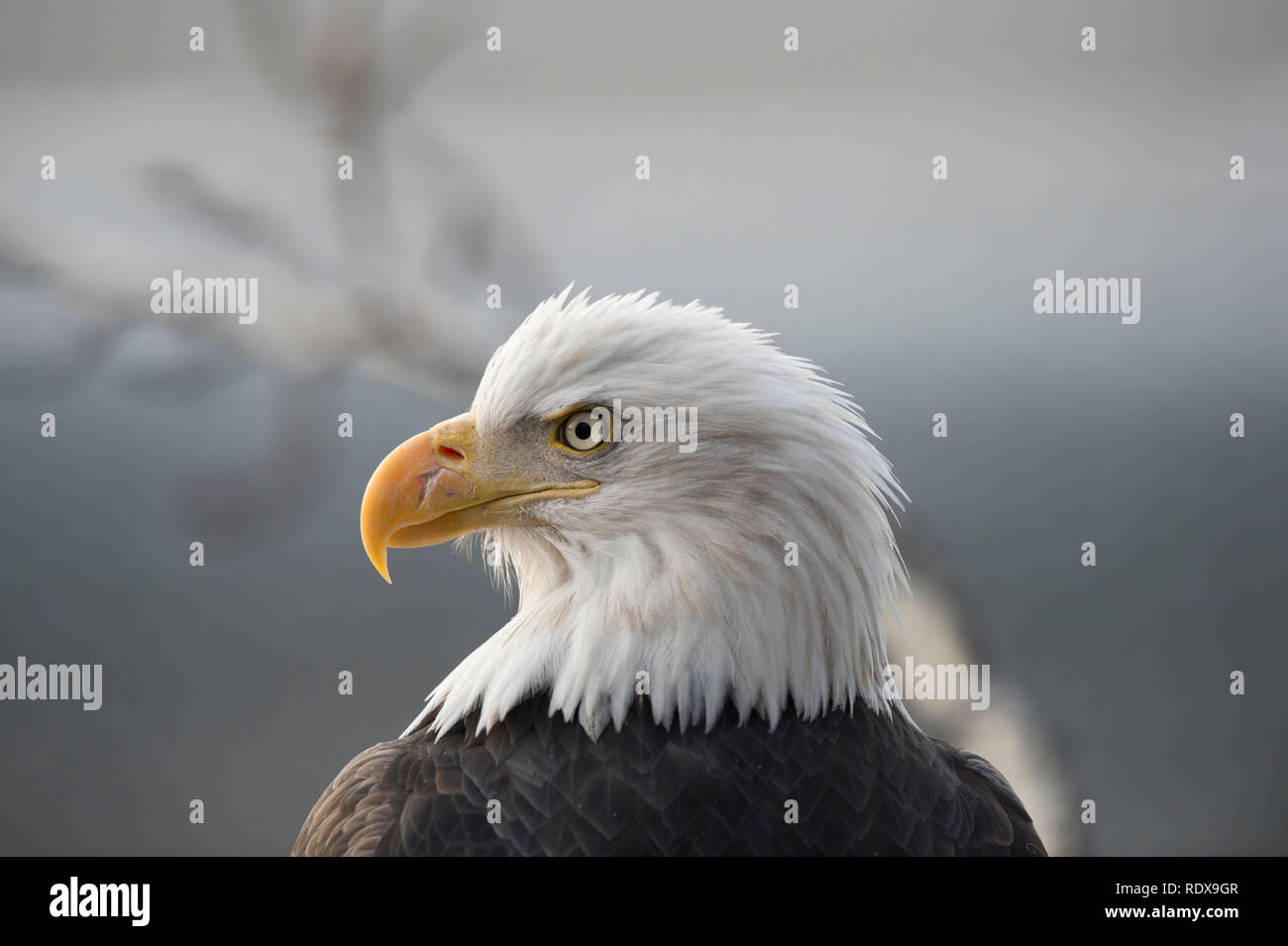 Bald eagle portrait Stock Photo