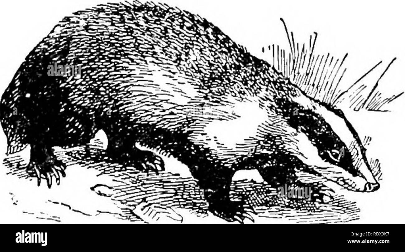 Skunks walking Black and White Stock Photos & Images Alamy