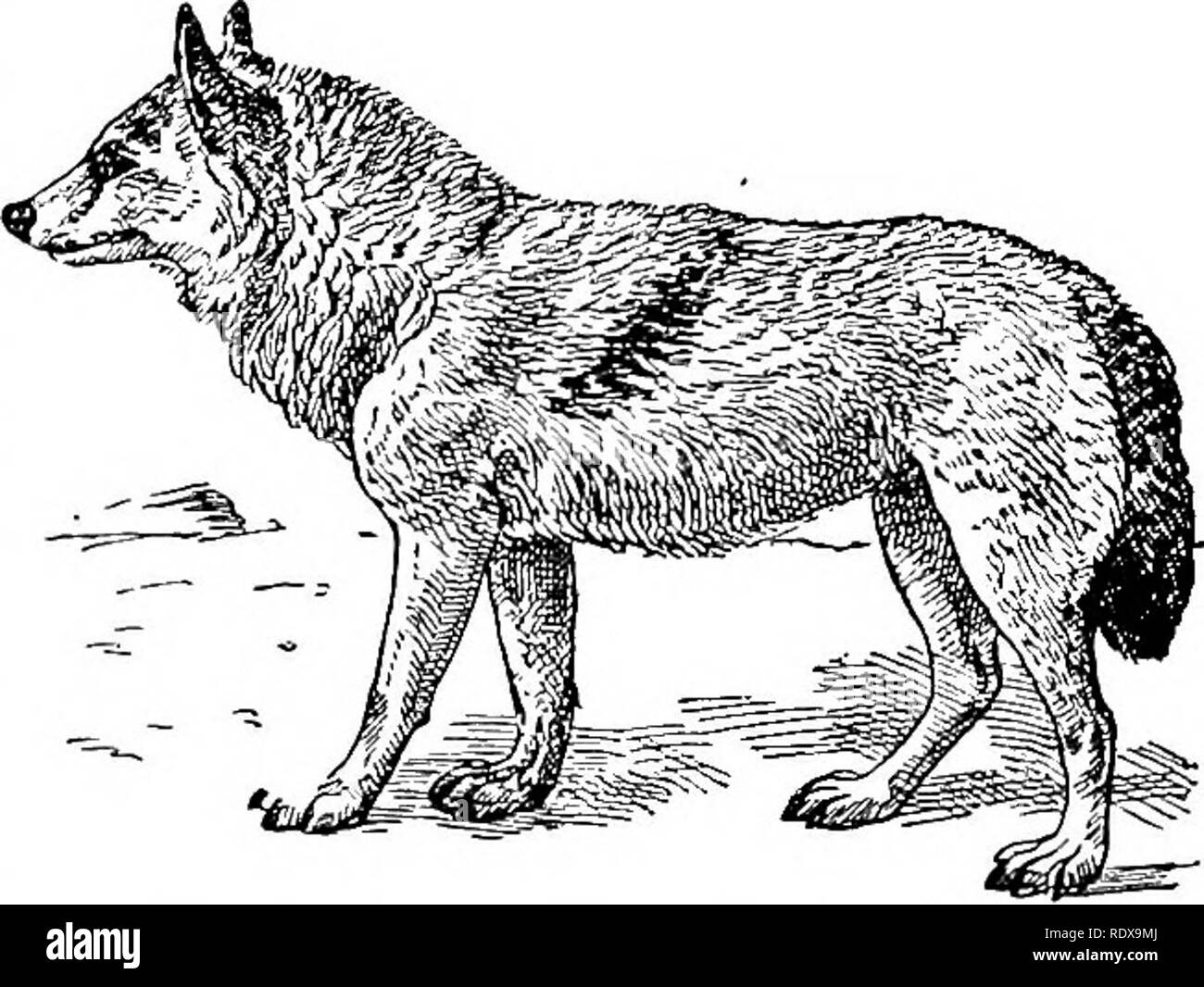 Indian wolves Black and White Stock Photos & Images - Alamy