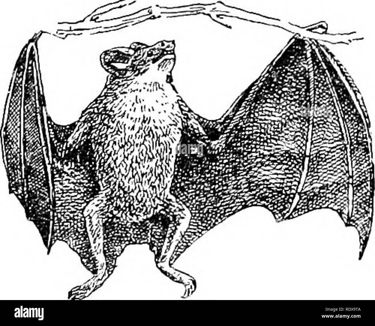. Natural history. Zoology. THE BATS. 41. Fitj. 21.—Vampibe-Bat (Desmodus riifus). In two small genera of the family (Ghilonycteris and Mormops) the nose- leaf is wanting, and its place supplied by two or more lappets of skin hanging from beneath the skin. One of these ° chin-leafed bats {M. hlainvilhi) is remark- able for its bright orange fur, and like- wise for the extremely fragile structure of the whole head and body. The harm- less vampires (Fampirus) belong to a group of genera in which the tail, when present, perforates the membrane between the legs, while the nose-leaf is spear- shape Stock Photo