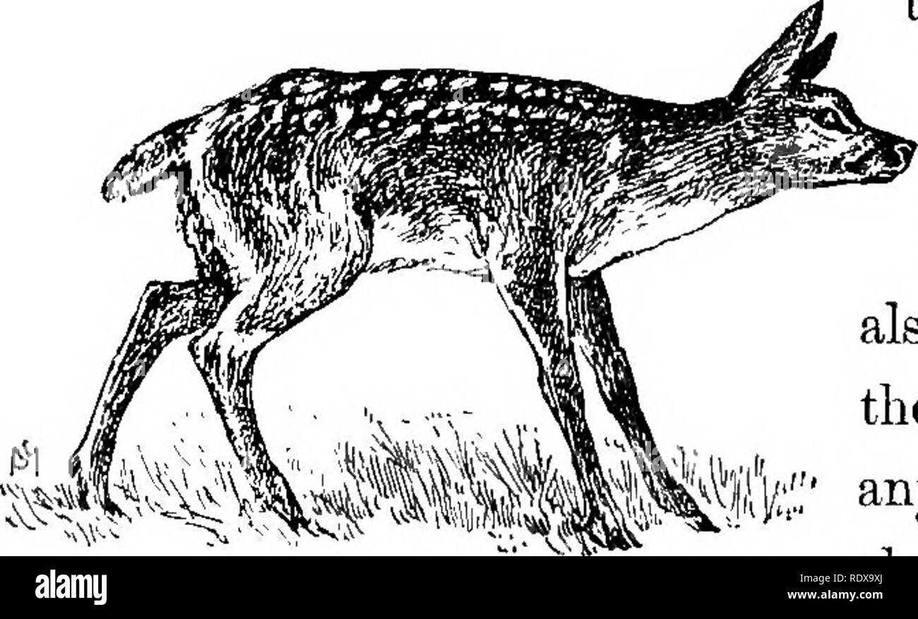 Familiar life in field and forest; the animals, birds, frogs, and salamanders. Zoology. Female Deer. very embodiment of ment as well as ap- more charming his little leaps over the uneven Familiar life in field and forest; the animals, birds, frogs, and salamanders. Zoology. Female Deer. very embodiment of ment as well as ap- more charming his little leaps over the uneven