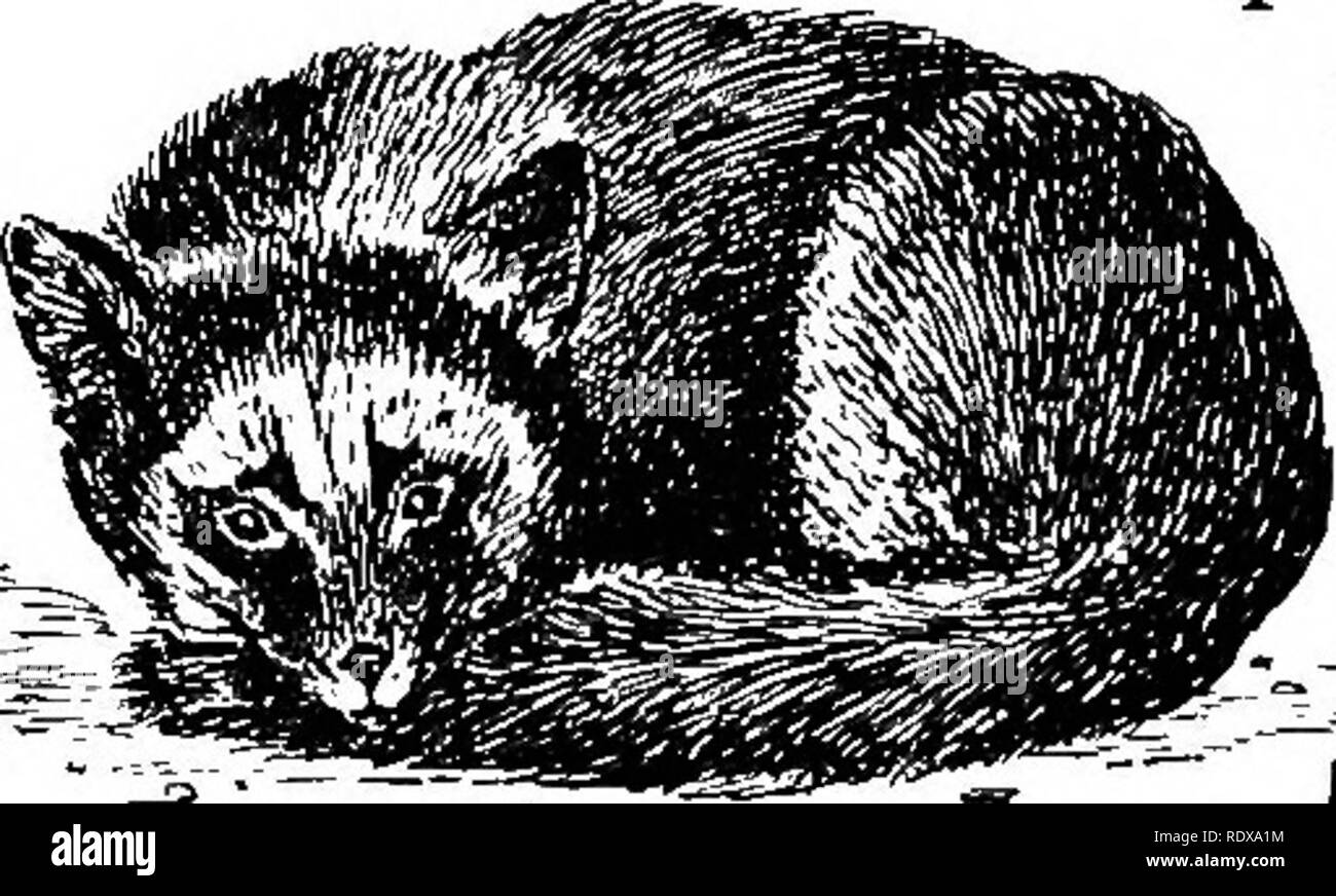 Country salamanders hi-res stock photography and images - Alamy