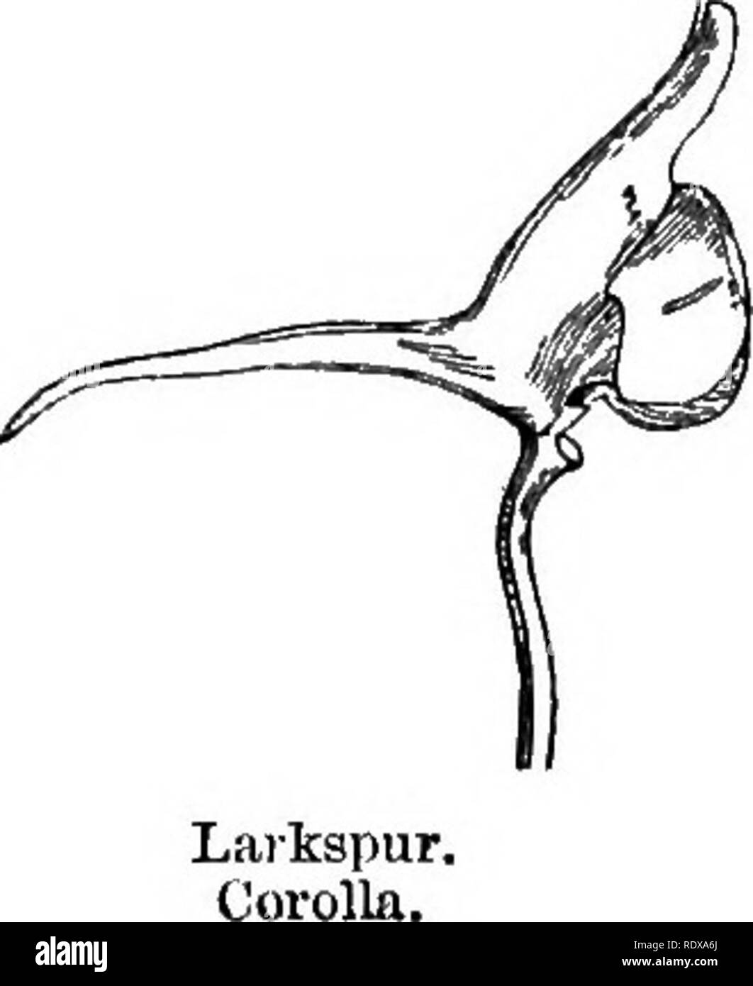 Larkspur Flower Black And White Stock Photos Images Alamy