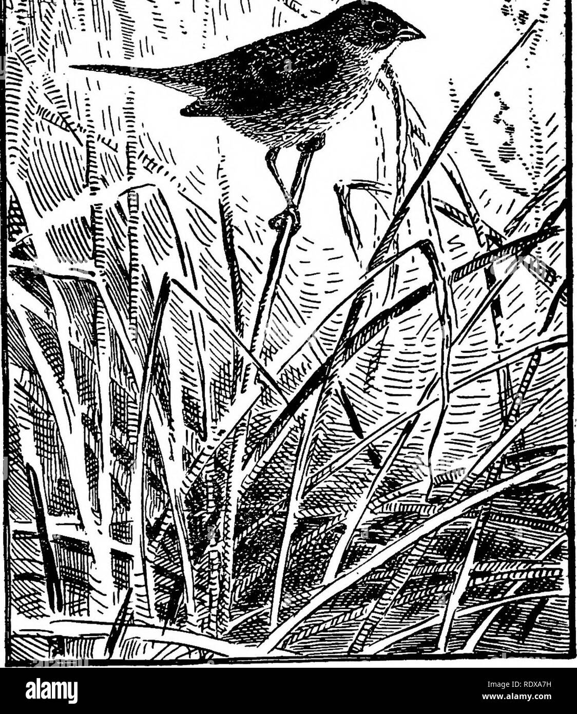 . [Collected reprints, 1902-1928. Birds; Rodents. Fig. 15.—Henslow Sparrow.. Please note that these images are extracted from scanned page images that may have been digitally enhanced for readability - coloration and appearance of these illustrations may not perfectly resemble the original work.. Howell, Arthur Holmes, 1872-1940. s. l. , s. n Stock Photo