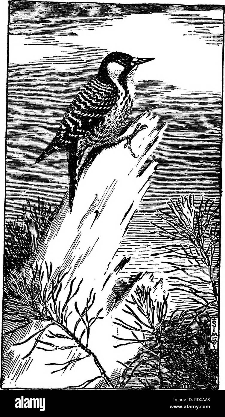 Red cockaded woodpeckers Black and White Stock Photos & Images - Alamy