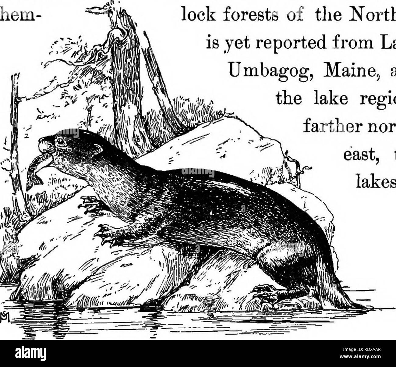 . Familiar life in field and forest; the animals, birds, frogs, and salamanders. Zoology. TWO FAMOUS SWIMMERS. 155 Leaving the badger, we next come to the sub- family LutrmcB, which is represented by the single North American species of this gemis, the otter. He is not very familiar through the well-settled parts of the eastern country, but is still to be found in the wild woods, on the borders of those charming lakes in the wildernesses of northern New York, New Hampshire, and Maine. The beaiitiful otter {Lutra canadensis)—which is a splendid swimmer and a great frequenter of moun- tain strea Stock Photo