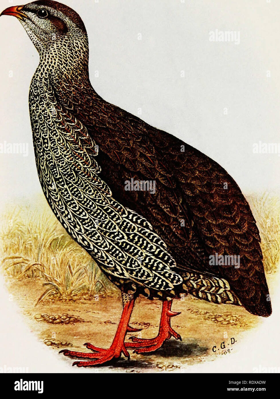 . The game-birds &amp; water-fowl of South Africa. Game and game-birds; Waterfowl. PLATE 25. C. G. Uavie» dd. Witliaijy &amp; Ci). imp. NATAL FRANCOLIN (FRANCOLINUS NATALENSIS) Male.. Please note that these images are extracted from scanned page images that may have been digitally enhanced for readability - coloration and appearance of these illustrations may not perfectly resemble the original work.. Horsbrugh, Boyd Robert, 1871-1916. London, Witherby &amp; Co. Stock Photo