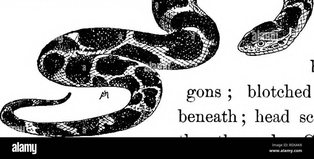 Large yellow and white snake Black and White Stock Photos & Images Alamy