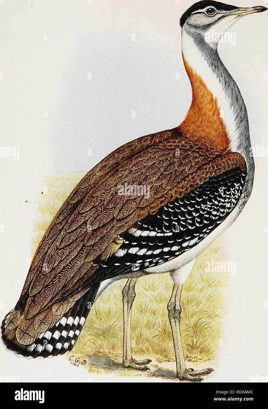 . The game-birds &amp; water-fowl of South Africa. Game and game-birds; Waterfowl. Plate 3. C. G. D.-ivies dsl. Witherhy &amp; Co. imp. STANLEY BUSTARD op VELDT PAAUW (07/5 CAFRA) Male.. Please note that these images are extracted from scanned page images that may have been digitally enhanced for readability - coloration and appearance of these illustrations may not perfectly resemble the original work.. Horsbrugh, Boyd Robert, 1871-1916. London, Witherby &amp; Co. Stock Photo