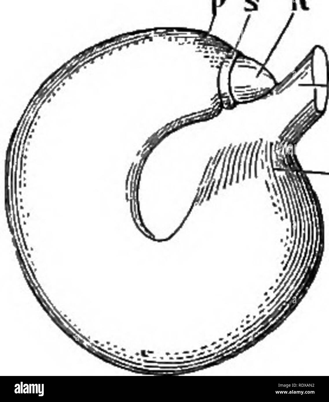 Systematic study of plant anatomy Black and White Stock Photos & Images ...