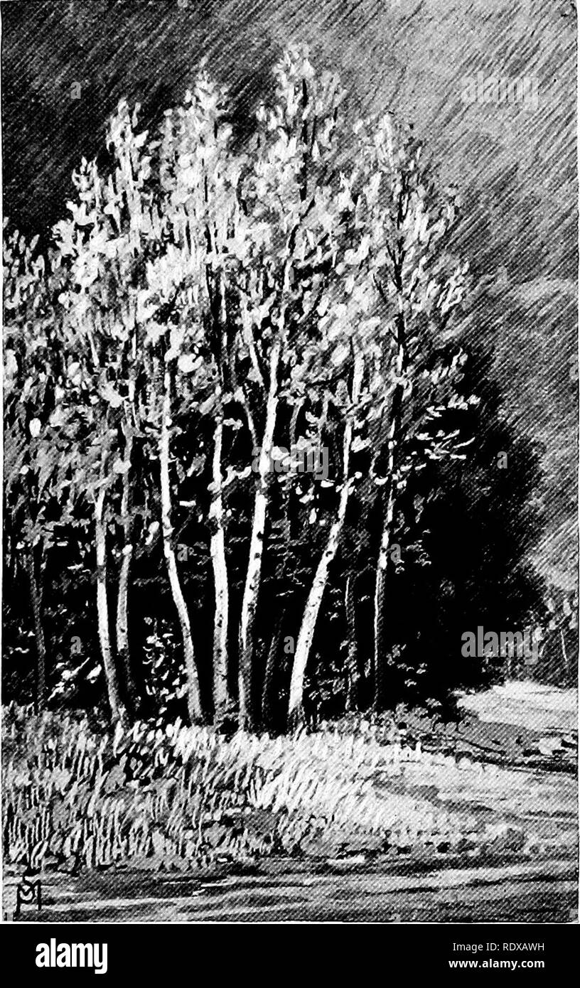 . Familiar features of the roadside; the flowers, shrubs, birds, and insects. Natural history. GRAY BIRCHES IN SUNLIGHT, AFTER A SHOWER.. Please note that these images are extracted from scanned page images that may have been digitally enhanced for readability - coloration and appearance of these illustrations may not perfectly resemble the original work.. Mathews, F. Schuyler (Ferdinand Schuyler), 1854-1938. New York, D. Appleton and Company Stock Photo